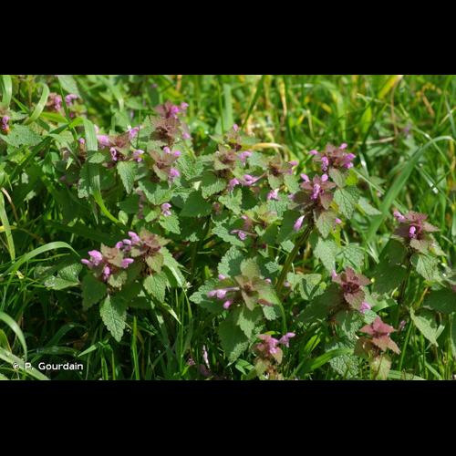 <i>Lamium purpureum</i> L., 1753 &copy; P. Gourdain