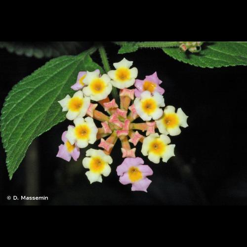 <i>Lantana camara</i> L., 1753 s.l. [nom. et typ. cons.] © D. Massemin