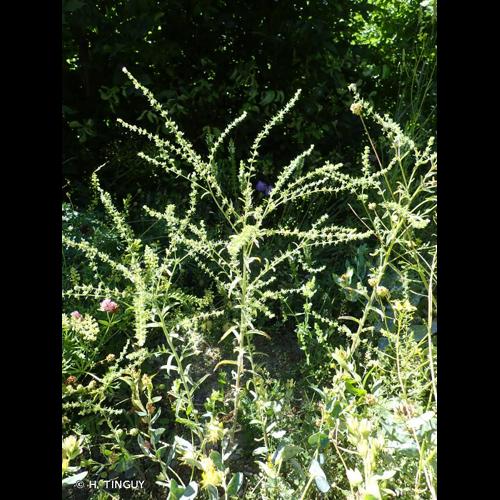 <i>Lappula squarrosa</i> (Retz.) Dumort., 1827 © H. TINGUY