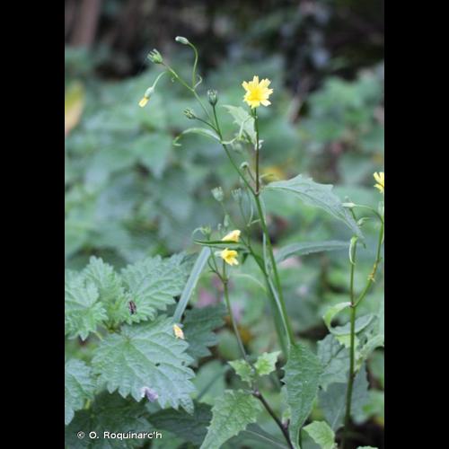 <i>Lapsana communis</i> L., 1753 © O. Roquinarc'h