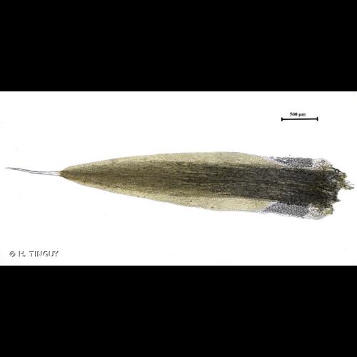 <i>Campylopus pilifer</i> Brid., 1819 © H. TINGUY