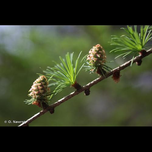 <i>Larix kaempferi</i> (Lindl.) Carrière, 1856 © O. Nawrot