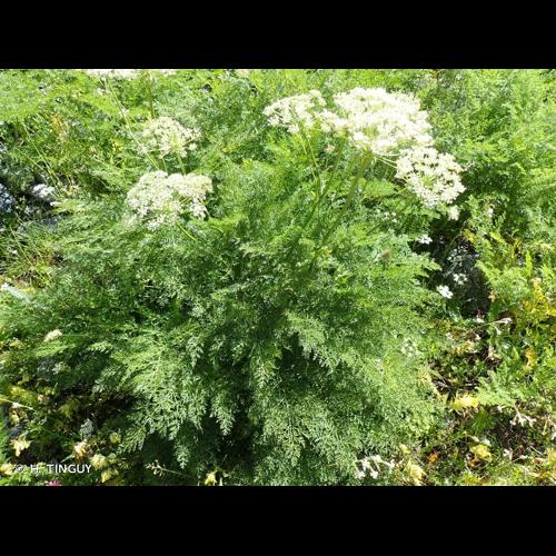 <i>Laserpitium halleri</i> Crantz, 1767 &copy; H. TINGUY