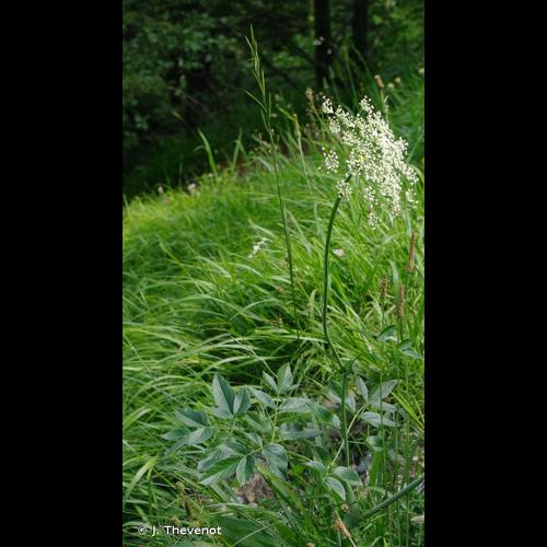 <i>Laserpitium latifolium</i> L., 1753 © J. Thevenot