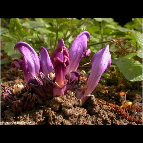 <i>Lathraea clandestina</i> L., 1753 © J.-J. Milan