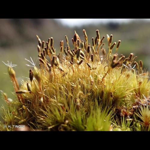 <i>Campylopus pyriformis</i> (Schultz) Brid., 1826 © H. TINGUY