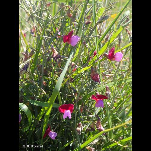 <i>Lathyrus clymenum</i> L., 1753 © R. Poncet