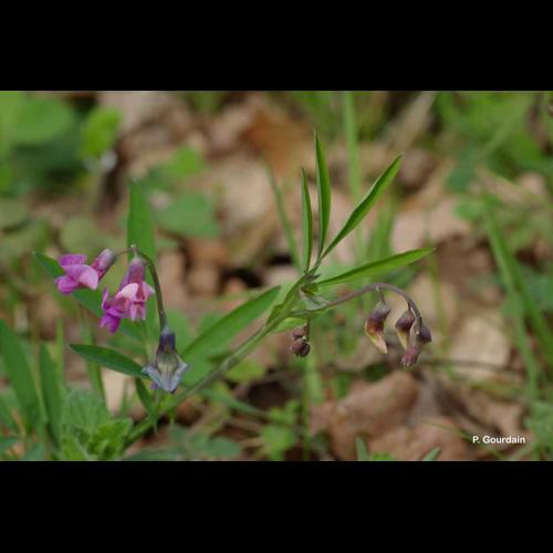 <i>Lathyrus linifolius</i> (Reichard) Bässler, 1971 © P. Gourdain