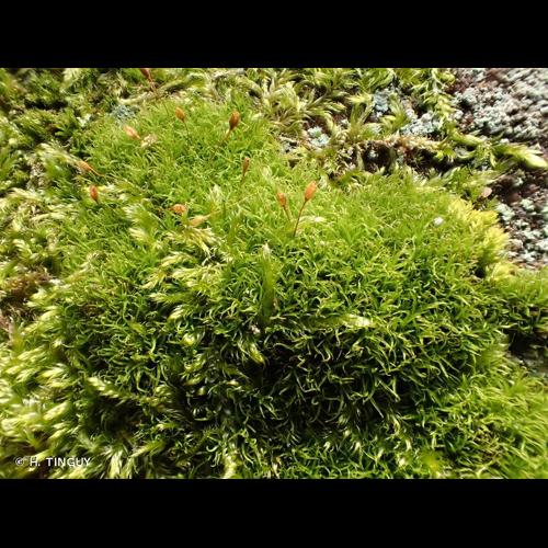 <i>Cynodontium bruntonii</i> (Sm.) Bruch & Schimp., 1846 © H. TINGUY