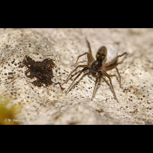 <i>Aulonia albimana</i> (Walckenaer, 1805) © N. Henon