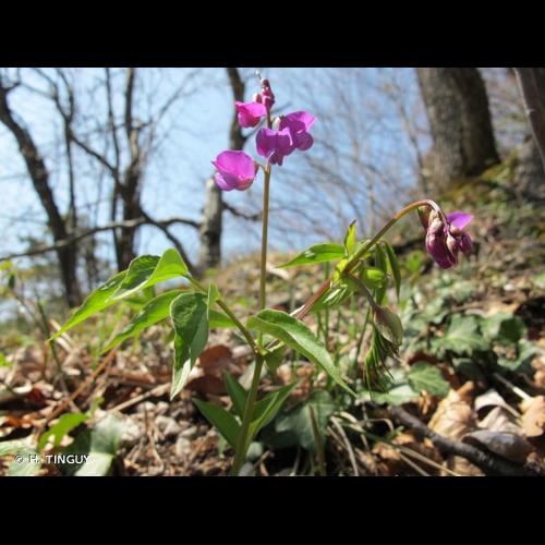 <i>Lathyrus vernus</i> (L.) Bernh., 1800 © H. TINGUY