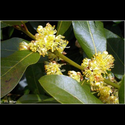 <i>Laurus nobilis</i> L., 1753 © NULL