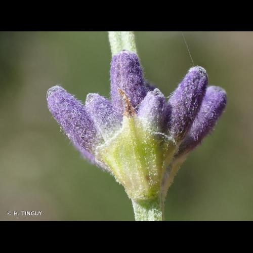 <i>Lavandula angustifolia</i> Mill., 1768 © H. TINGUY