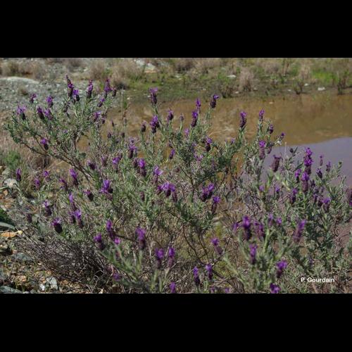<i>Lavandula stoechas</i> L., 1753 &copy; P. Gourdain