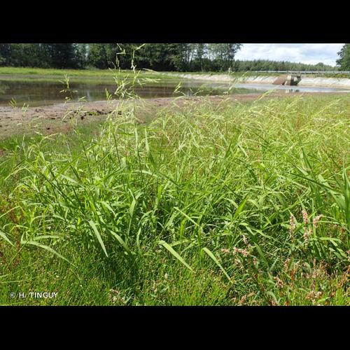 <i>Leersia oryzoides</i> (L.) Sw., 1788 &copy; H. TINGUY