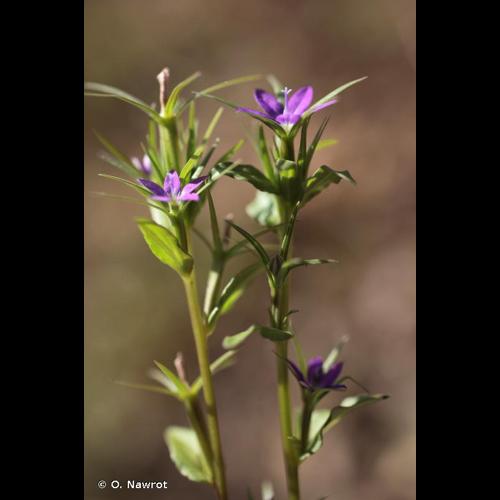 <i>Legousia falcata</i> (Ten.) Fritsch, 1907 © O. Nawrot
