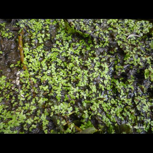 <i>Lemna minor</i> L., 1753 © P. Gourdain