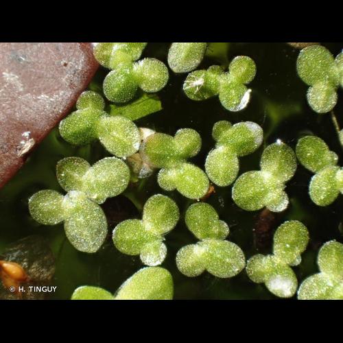 <i>Lemna minuta</i> Kunth, 1816 © H. TINGUY