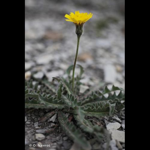 <i>Leontodon crispus</i> Vill., 1779 &copy; O. Nawrot