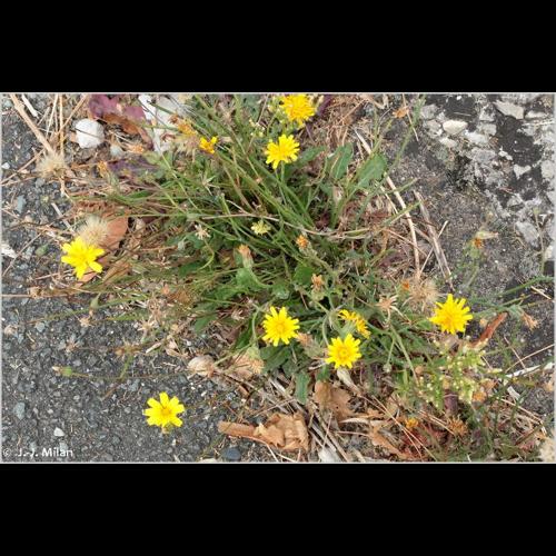 <i>Leontodon saxatilis</i> Lam., 1779 &copy; NULL