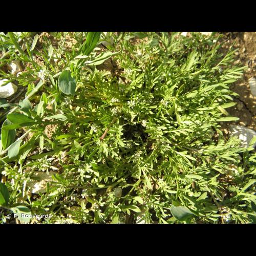<i>Lepidium didymum</i> L., 1767 © P. Rouveyrol