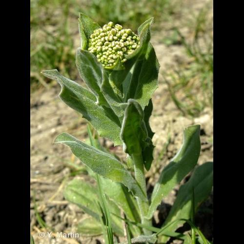 <i>Lepidium draba</i> L., 1753 © NULL
