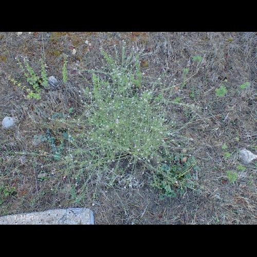 <i>Lepidium graminifolium</i> L., 1759 © NULL