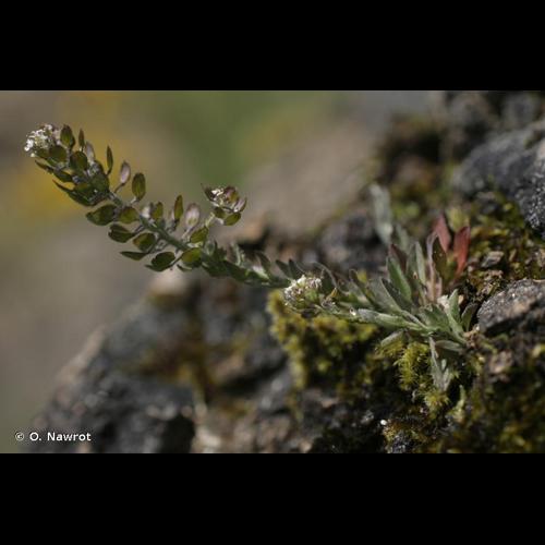 <i>Lepidium heterophyllum</i> Benth., 1826 © O. Nawrot