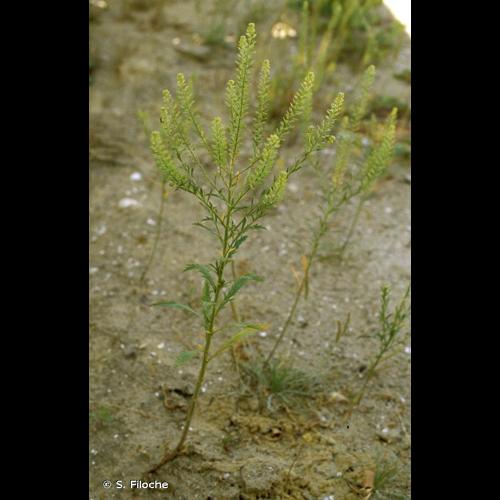 <i>Lepidium virginicum</i> L., 1753 © S. Filoche