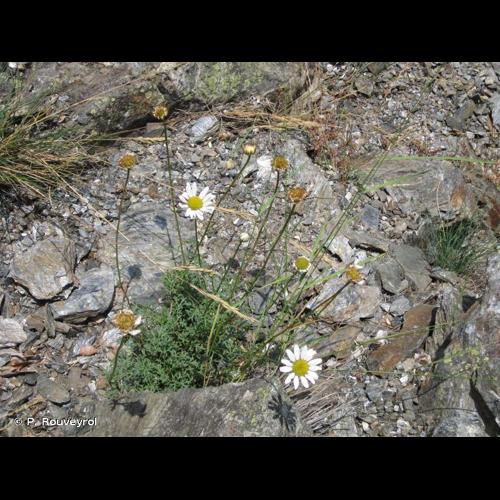 <i>Leucanthemum monspeliense</i> (L.) H.J.Coste, 1903 © P. Rouveyrol