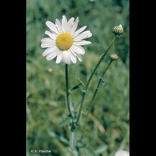 <i>Leucanthemum vulgare</i> Lam., 1779 © S. Filoche