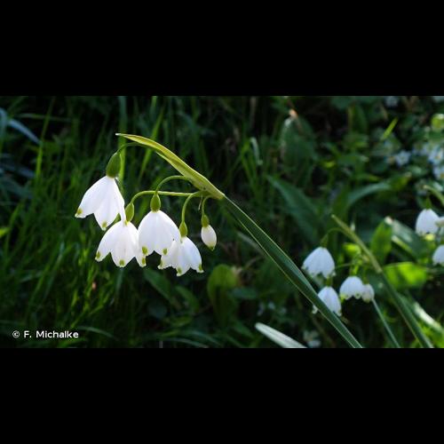 <i>Leucojum aestivum</i> L., 1759 © F. Michalke