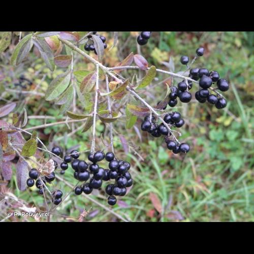 <i>Ligustrum vulgare</i> L., 1753 &copy; P. Rouveyrol