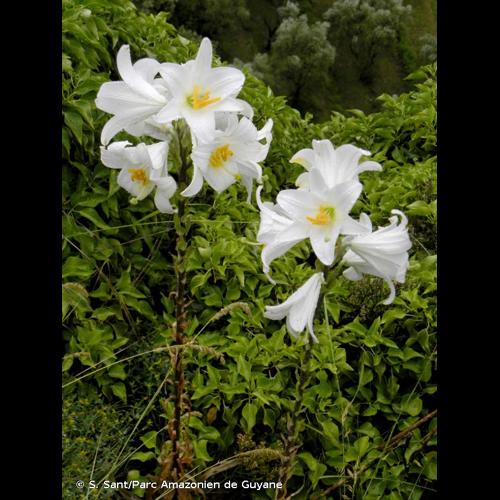 <i>Lilium candidum</i> L., 1753 © S. Sant/Parc Amazonien de Guyane