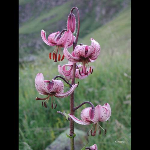 <i>Lilium martagon</i> L., 1753 © A. Horellou