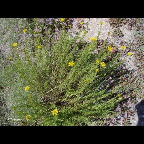 <i>Limbarda crithmoides</i> (L.) Dumort., 1827 &copy; J. Thévenot