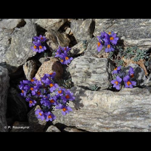 <i>Linaria alpina</i> (L.) Mill., 1768 © P. Rouveyrol