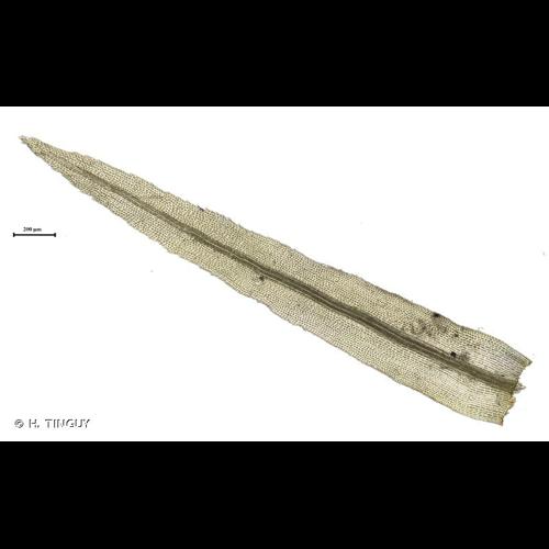 <i>Dichodontium flavescens</i> (Dicks.) Lindb., 1878 © H. TINGUY