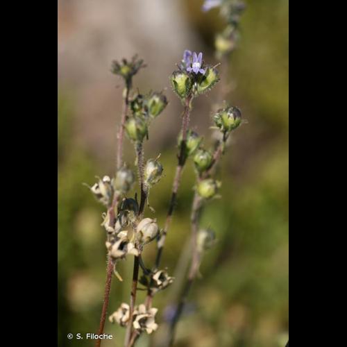 <i>Linaria arvensis</i> (L.) Desf., 1799 © S. Filoche