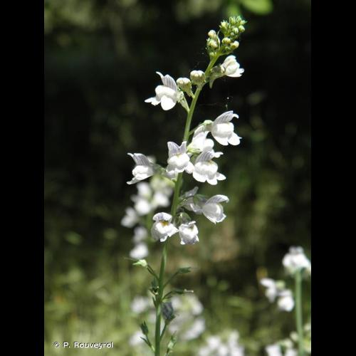 <i>Linaria repens</i> (L.) Mill., 1768 © P. Rouveyrol