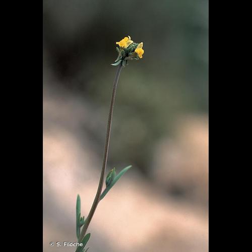 <i>Linaria simplex</i> (Willd.) DC., 1805 &copy; S. Filoche