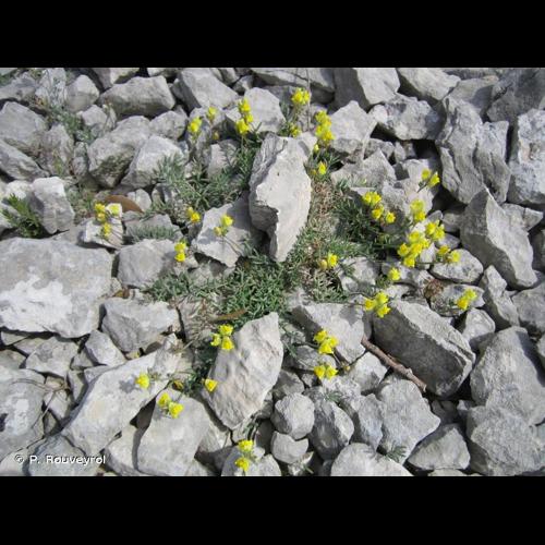 <i>Linaria supina</i> (L.) Chaz., 1790 © P. Rouveyrol