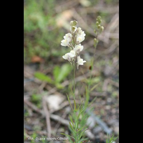 <i>Linaria </i>x<i> sepium</i> Allman, 1843 © R. Dupré MNHN/CBNBP