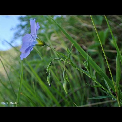 <i>Linum alpinum</i> Jacq., 1762 © NULL