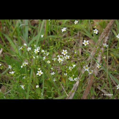 <i>Linum catharticum</i> L., 1753 &copy; P. Gourdain