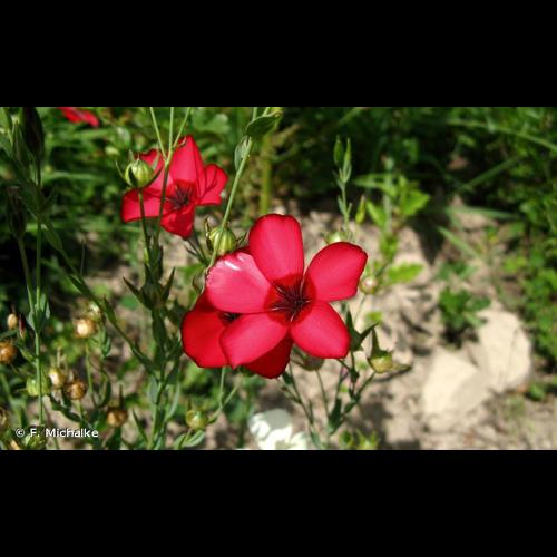 <i>Linum grandiflorum</i> Desf., 1798 © F. Michalke