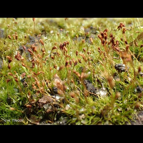 <i>Dicranella cerviculata</i> (Hedw.) Schimp., 1856 © H. TINGUY