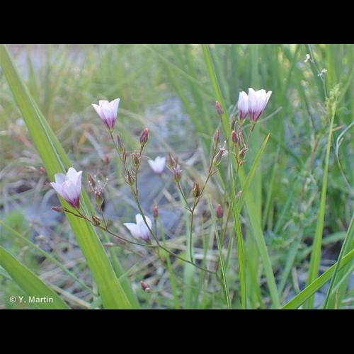 <i>Linum tenuifolium</i> L., 1753 © NULL