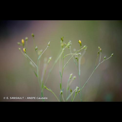 <i>Linum trigynum</i> L., 1753 © E. SANSAULT - ANEPE Caudalis