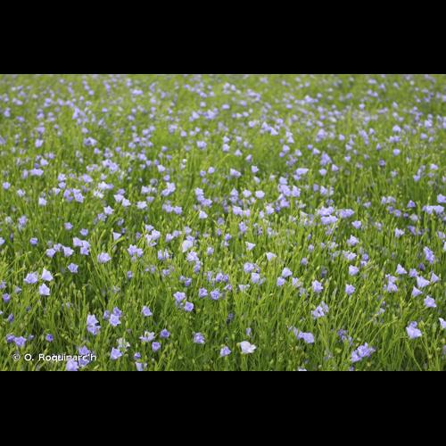<i>Linum usitatissimum</i> L., 1753 © O. Roquinarc'h